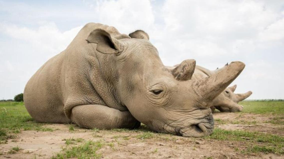 صور مؤثرة لابنة وحفيدة وحيد القرن الأبيض الأخير