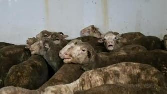 Australia investigates after 2,400 sheep die on ship to Qatar
