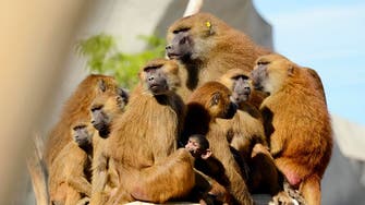 Baboons escape Texas biomedical research facility