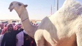 WATCH: Mummification of most beautiful camel in Saudi Arabia
