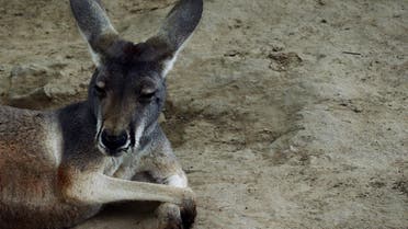 (FILES) This file picture taken on June 24, 2013 shows an Australian kangaroo relaxing in its enclosure at the Beijing zoo. Visitors to a zoo in southeastern China killed one kangaroo and injured another by throwing bricks at them in an attempt to get a reaction from the big marsupials, state media reported on April 20, 2018. MARK RALSTON / AFP