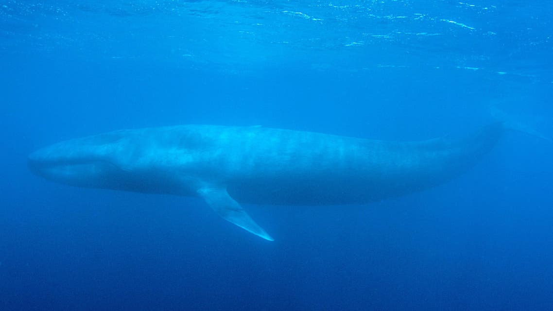 Reuters blue whale