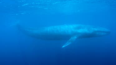 File photo of a blue whale. (Reuters)