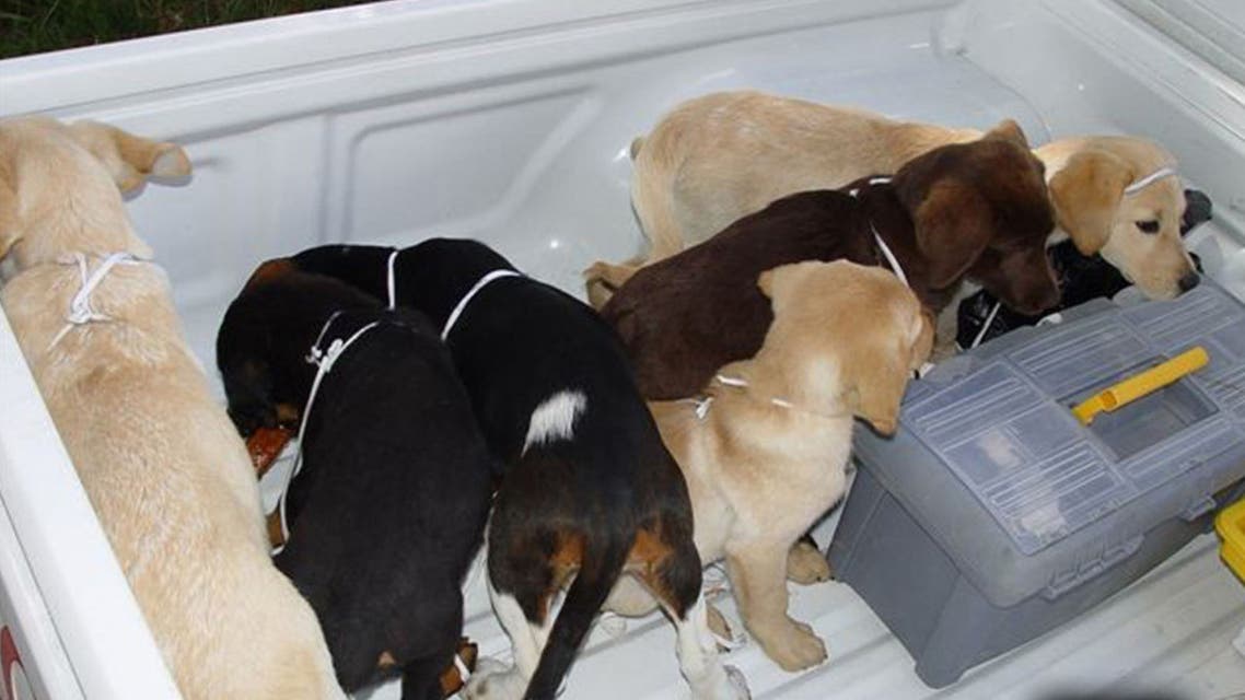 puppies