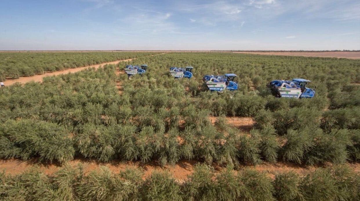 أكبر كمية أشجار زيتون بالعالم.. في هذه المدينة السعودية 1a92fda6-2ca1-4620-a5f4-64fccdb75a62