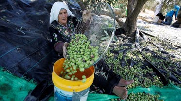 A Palestinian woman sorts freshly picked olives during harvest at a farm in the West Bank village of Biet Owwa, south of Hebron, on October 24, 2016. (Reuters)