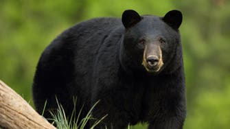 Bear cub causes mayhem in Montreal