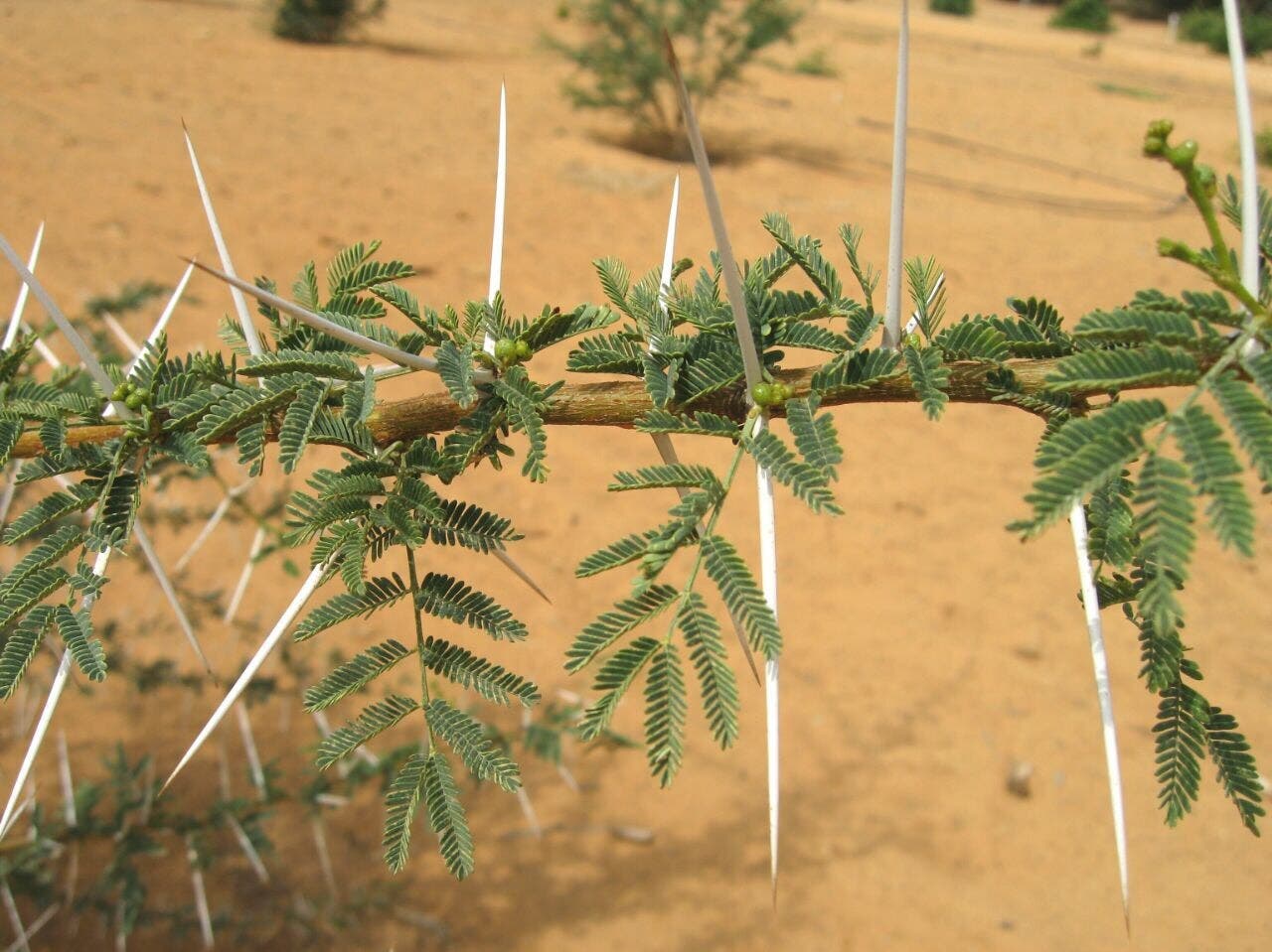Aramco launches initiative to plant one million trees in Saudi Arabia by 2025