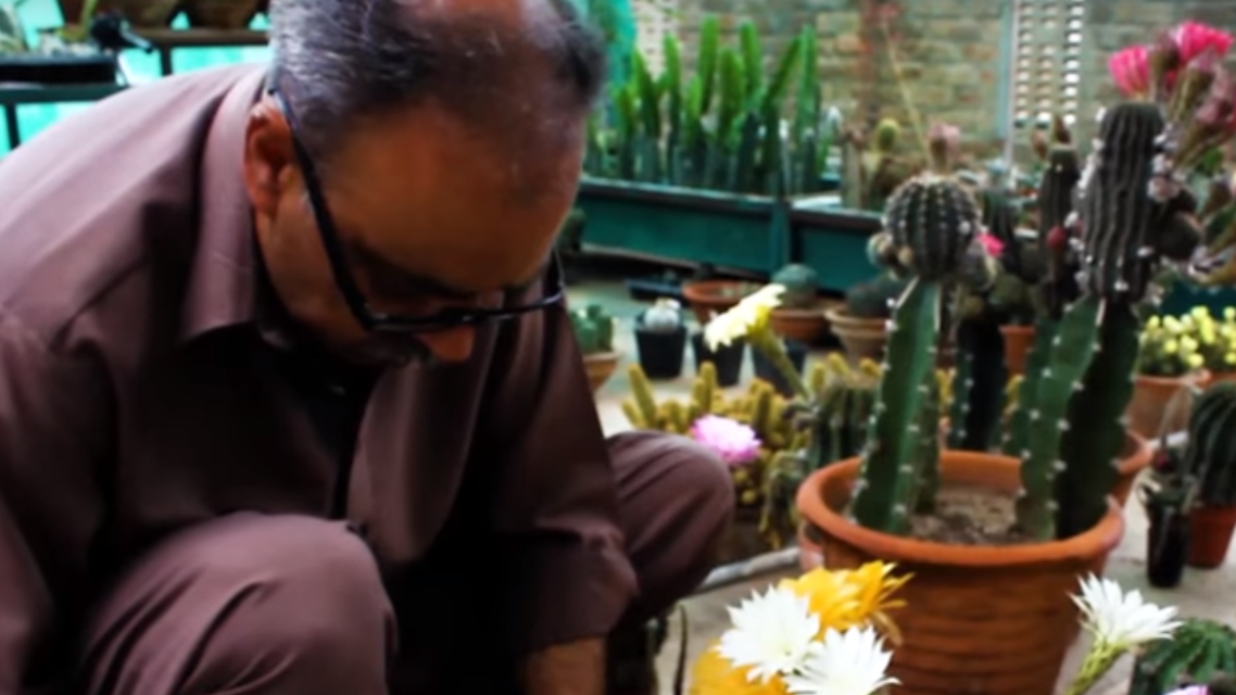 Amer Chohan, a 48-year-old school owner in Chakwal, Pakistan, has one of the largest collections of cactus in his home. (Screengrab)
