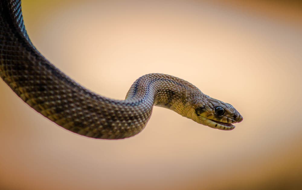 Brown snake. (Shutterstock)