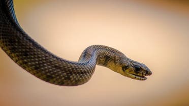 Brown snake. (Shutterstock)