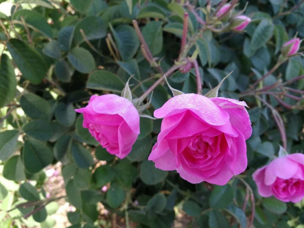 حديقة الورد الطائفي