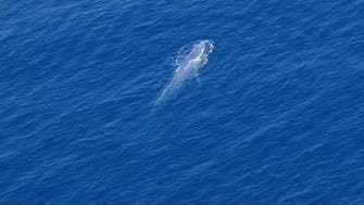 Rare blue whale spotted in Red Sea’s Gulf of Aqaba