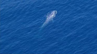رصد الحوت الأزرق لأول مرة في مياه البحر الأحمر