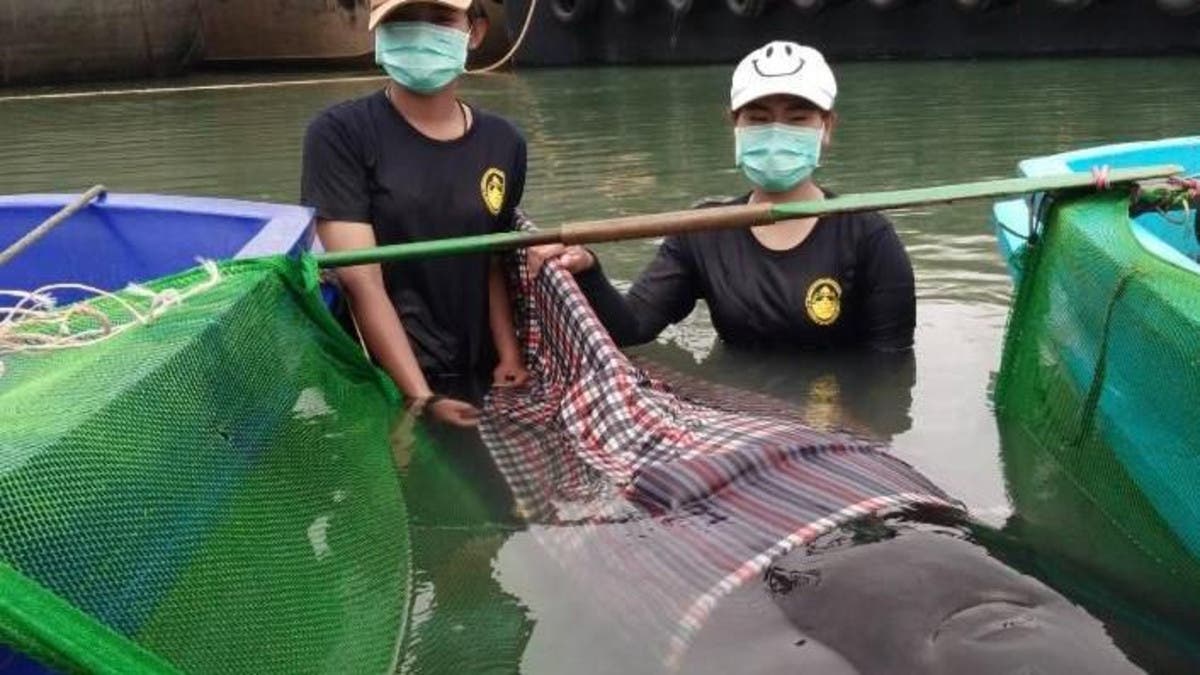 Young Whale Found in Philippines With 88 Pounds of Plastic Bags in Stomach  Died of 'Dehydration and Starvation