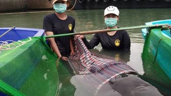 Anger as whale dies in Thailand after swallowing 80 plastic bags