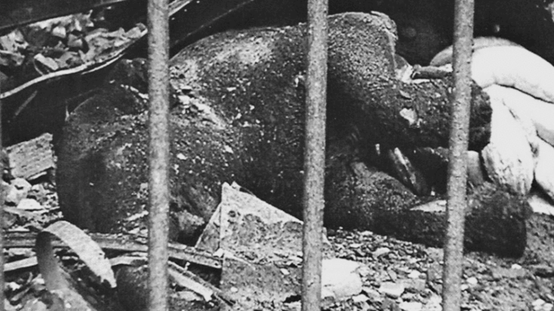 the-only-elephant-in-the-berlin-zoo