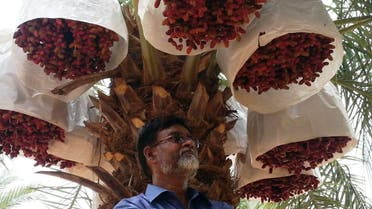 Nizamuddin S. cultivates 32 varieties of the luscious fruit as well as date palms. (Supplied)
