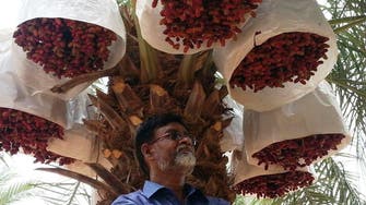 Meet Saudi-return Indian farmer cultivating Gulf-like dates using tissue culture