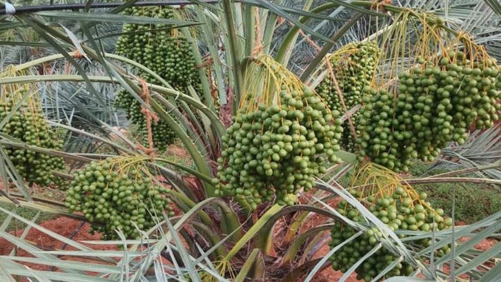 Saudi company to boost sustainable agriculture, production of Ajwa dates, in Medina