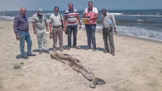 مصر کے ساحل سمندر پرعجیب غریب مخلوق سے لوگ خوف کا شکار