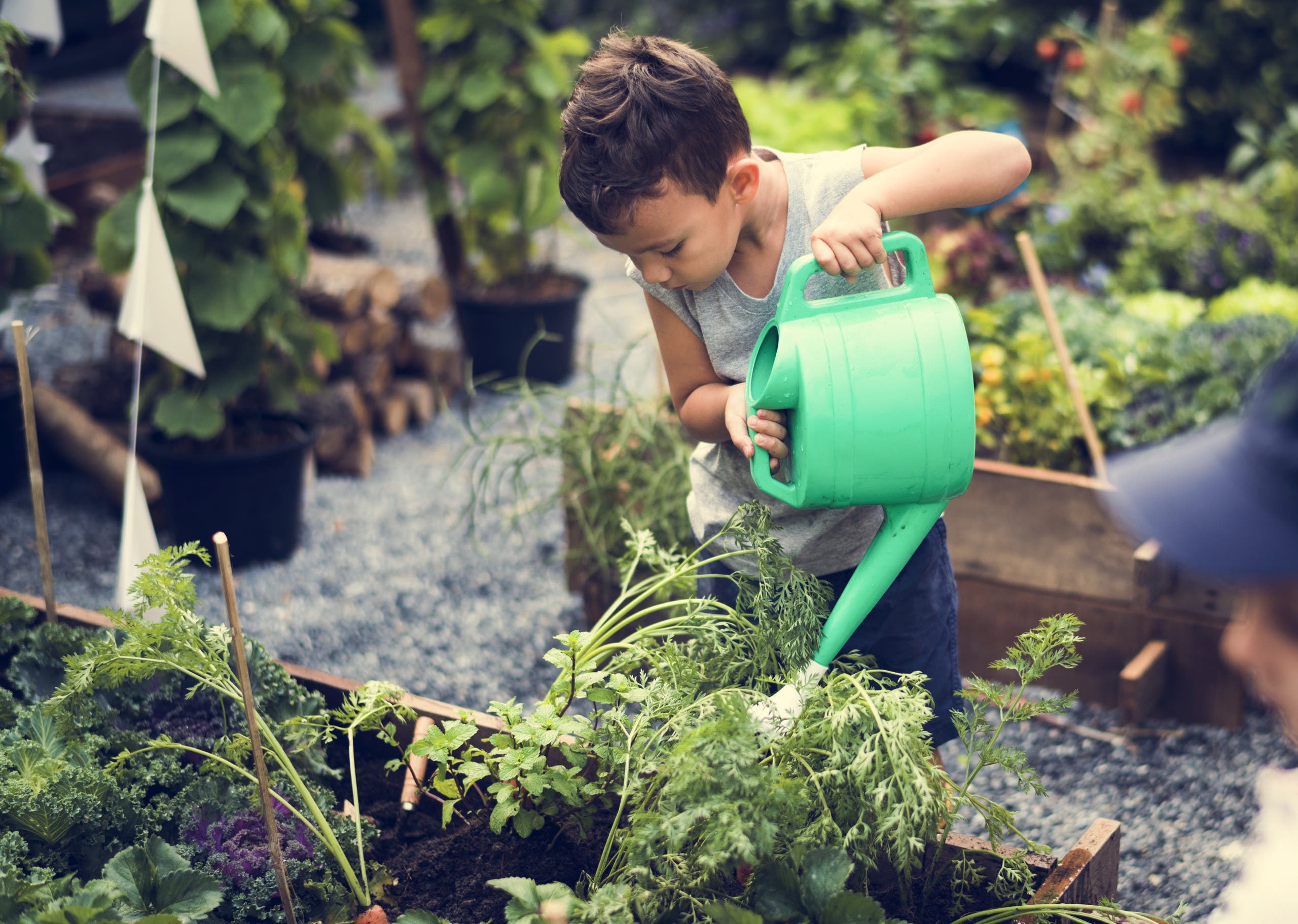 Children are in the garden watering the plants. (Shutterstock)