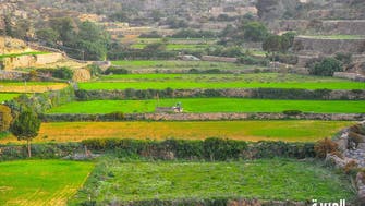 IN PICTURES: Saudi Arabia’s Asir region houses terraced farm fields