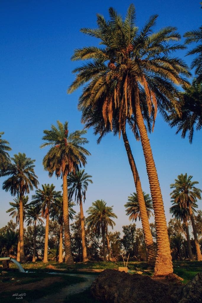 In Pictures Saudi Arabia S Al Ahsa Becomes Unesco World Heritage