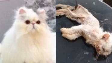 cat starved by woman in riyadh (Supplied)