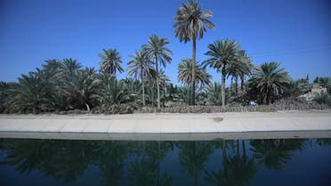 Date palm trees at a farm in Karbala on October 14, 2017. (Reuters)