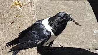WATCH: Hilarious crow greets tourists in England with ‘Y’alright love?’