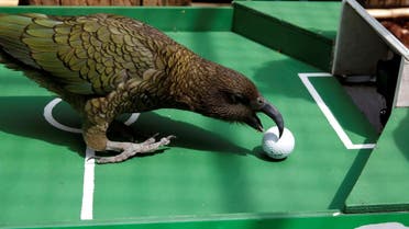 Newton, a Kea Parrot, specialised in World Cup forecasts, is seen after it predicted the outcome of the Uruguay-France Soccer World Cup game at the Menagerie du Jardin des Plantes in Paris. (Reuters)