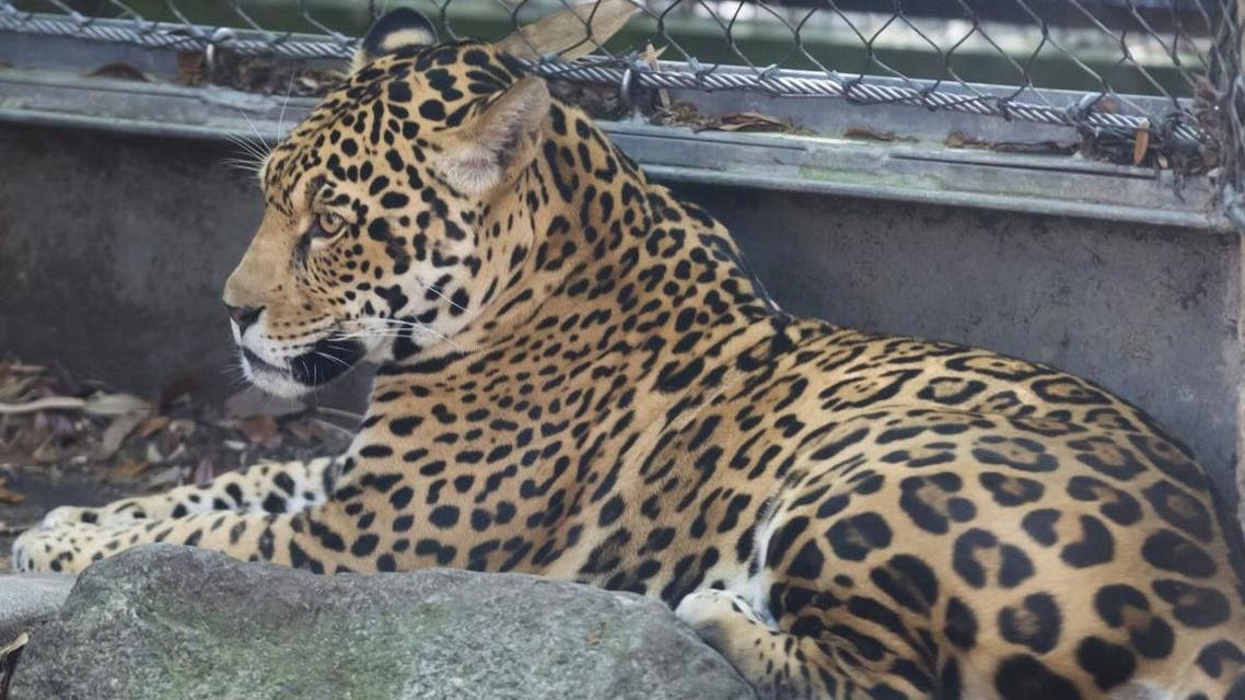 jaguar