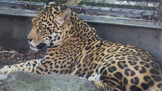 امریکا: چیتے نے چڑیا گھر میں پنجرے سے نکل کر چھ جانور مار ڈالے