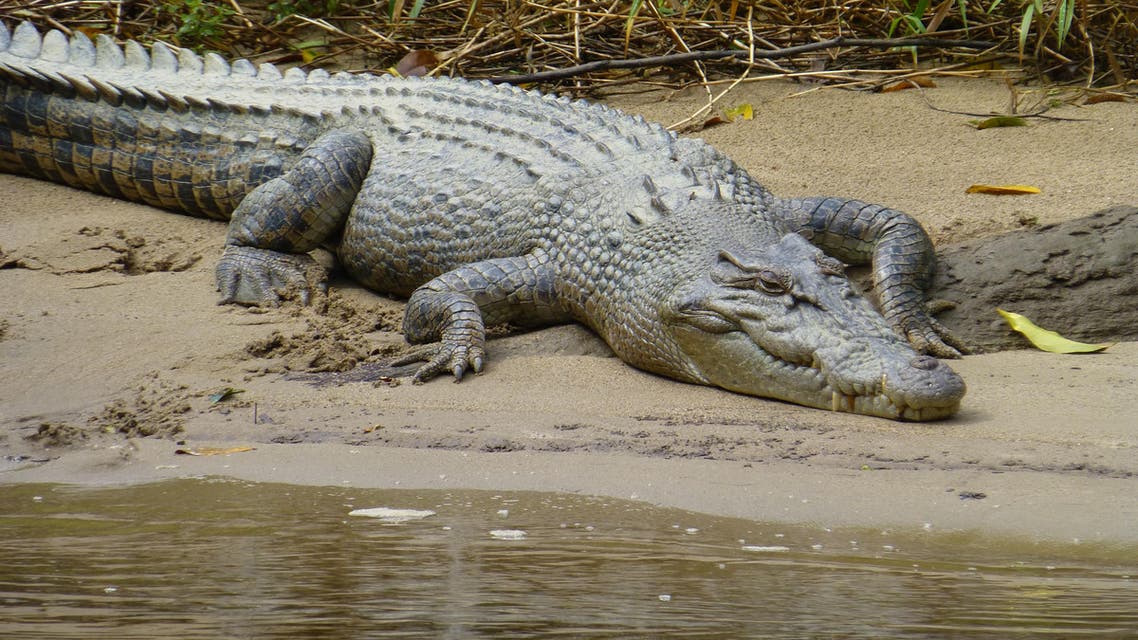crocodile. (Shutterstock)