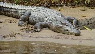 Indonesian authorities burn carcasses of hundreds of crocodiles