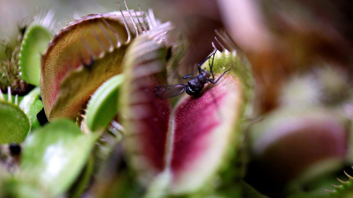 فسر سبب تغذي نبات الفينوس على الحشرات