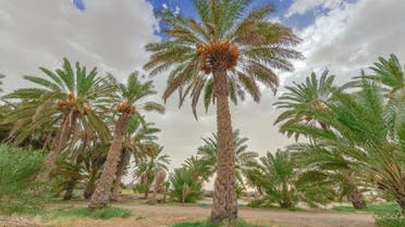 Palm tree platations in the  governorate of Bisha in Saudi Arabia. (Supplied) 
