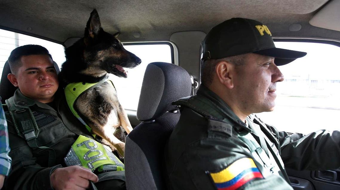 Drug dog Sombra rides with her handler, officer Jose Rojas, to the cargo hold at the El Dorado airport in Bogota, Colombia, Thursday, July 26, 2018. After learning there was a price on Sombra’s head, Colombia’s national police director ordered her to be transferred to a new post earlier this year, according to local news reports. Colombian police recently revealed that the Gulf Clan, a cartel that boasts its own guerrilla army, has offered a reward of $7,000 to whoever kills or captures the savvy hound. (AP)