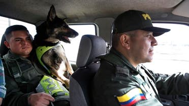 Drug dog Sombra rides with her handler, officer Jose Rojas, to the cargo hold at the El Dorado airport in Bogota, Colombia, Thursday, July 26, 2018. After learning there was a price on Sombra’s head, Colombia’s national police director ordered her to be transferred to a new post earlier this year, according to local news reports. Colombian police recently revealed that the Gulf Clan, a cartel that boasts its own guerrilla army, has offered a reward of $7,000 to whoever kills or captures the savvy hound. (AP) 
