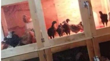 Lebanon chicken coop at electricity du libon (Screen grab)