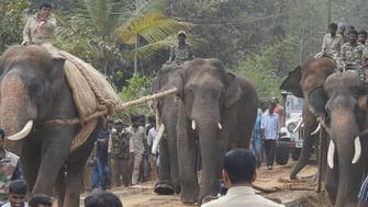  WATCH: On the frontline of India's human-elephant war