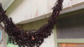 WATCH: Ants in ‘war against wasps’ manage to create remarkable bridge