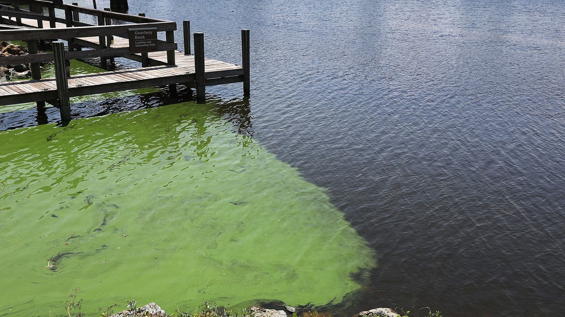 PORT MAYACA, FL - JULY 10: A crane flies over the green algae blooms that are seen at the Port Mayaca Lock and Dam on Lake Okeechobee on July 10, 2018 in Port Mayaca, Florida. Gov. Rick Scott has declared a state of emergency in seven Florida counties to combat the potentially toxic green algae bloom that work their way along the river and canal systems when the locks are opened to discharge water from the lake. Joe Raedle/Getty Images/AFP