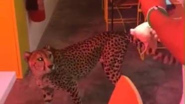 Cheetah dubai