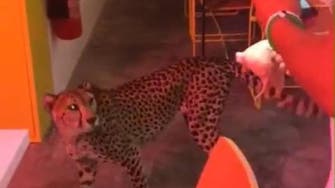 Cheetah stunt at Dubai café under probe