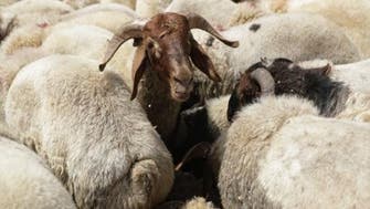 Australia resumes live sheep exports after ban lifted 
