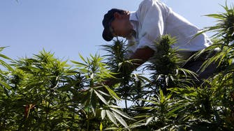 Cannabis farmers in Lebanon hope legalization may bring amnesty, reduce poverty