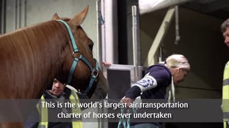 Horses on a plane: How 500 stallions are transported for the Equestrian Games