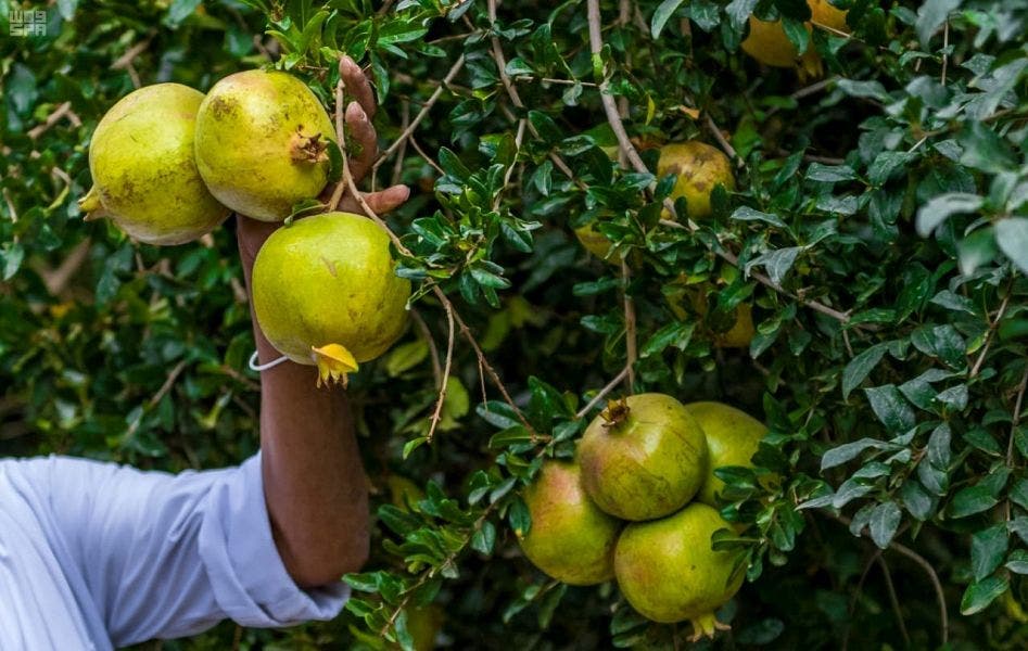Pomegranate Saudi Arabia. (Supplied)